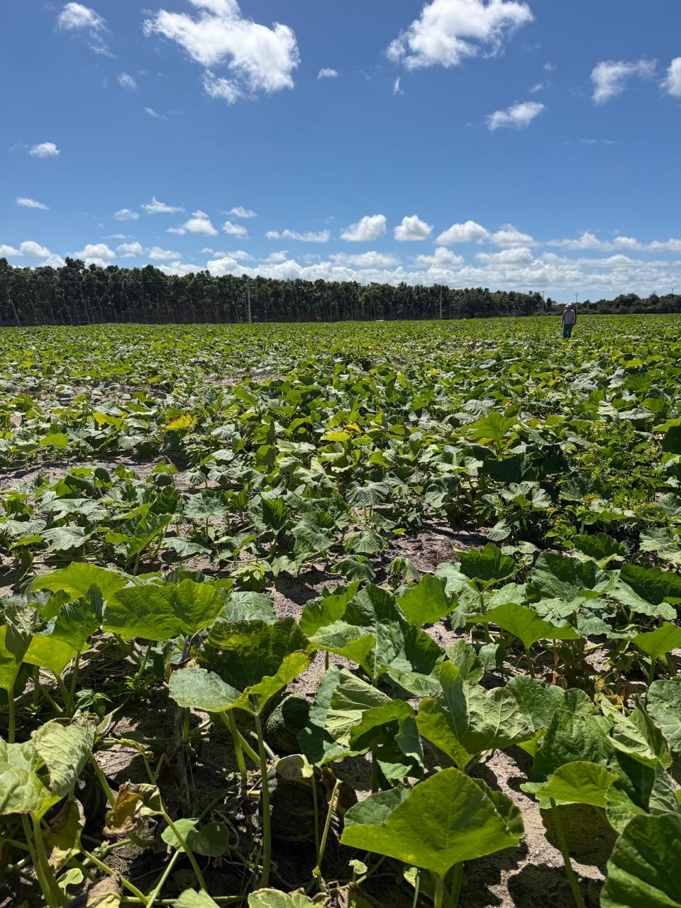Lavoura de abóboras da Fazenda Palmira