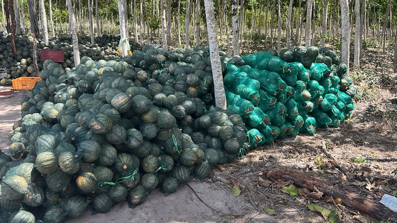 Abóboras da Fazenda Palmira embaladas e prontas para distribuição